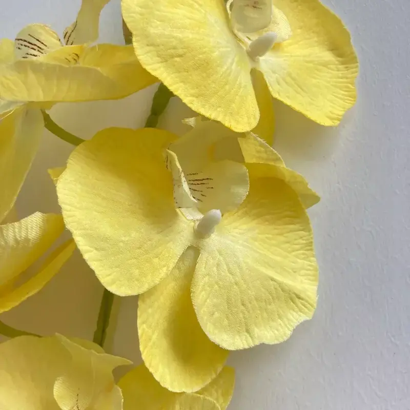 luxury pink phalaenopsis stem 